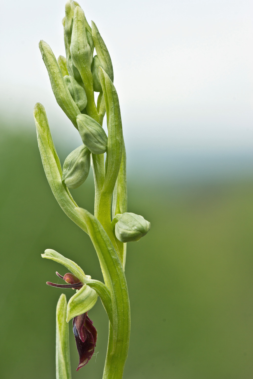 Ophrys insectifera L